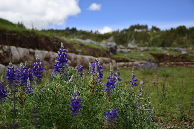 Flores silvestres azuis nas ruínas de fundo de saqsaywaman Cuzco Peru