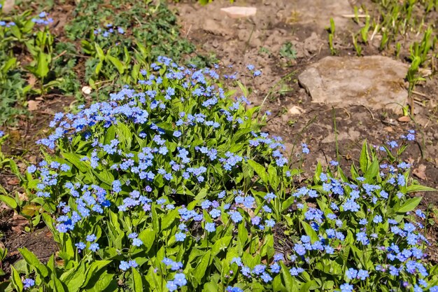 Flores silvestres azules en el prado verde de primavera