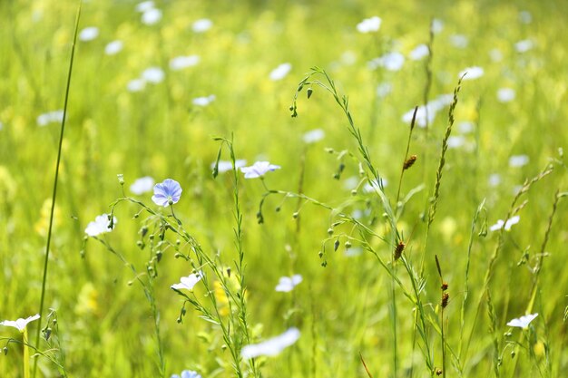 flores silvestres azules