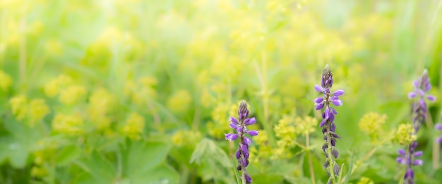 Flores silvestres banner foco seletivo de plano de fundo