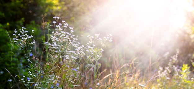 Flores silvestres blancas en el bosque con rayos de sol brillantes