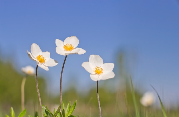 flores silvestres blancas contra el cielo