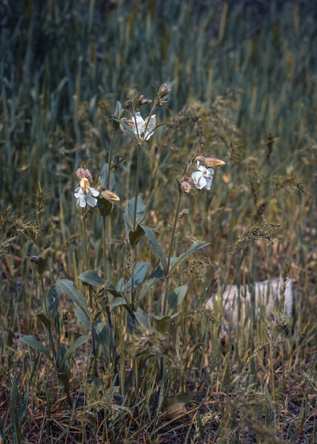 Flores silvestres blancas en la foto del concepto de pradera de verano