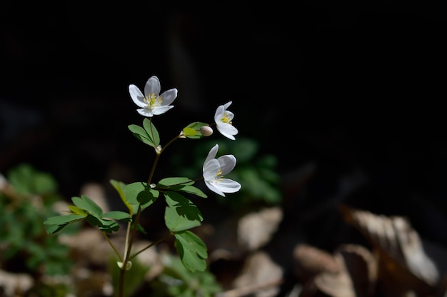 Flores silvestres blancas en la naturaleza de cerca