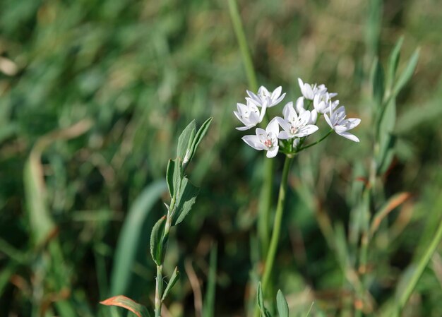 Flores silvestres blancas sobre un fondo de hierba verde