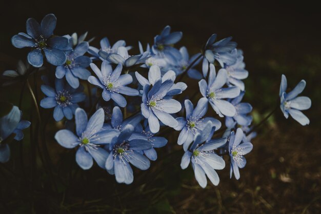 Flores silvestres en el bosque de primavera en la noche azul Herb Trinity en flor temperamental y atmosférico