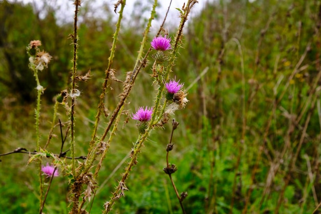 Flores silvestres en el bosque