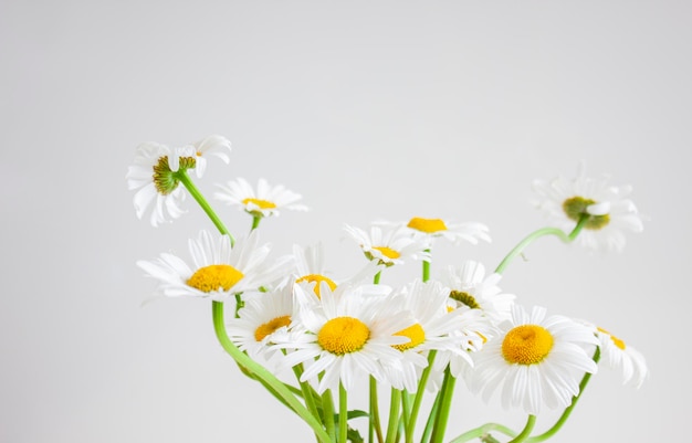 Flores silvestres Buquê de margaridas em um fundo claro Foco seletivo