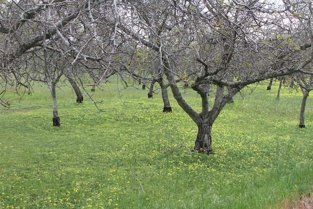 Flores silvestres en California