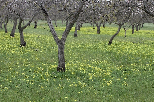 Flores silvestres en California