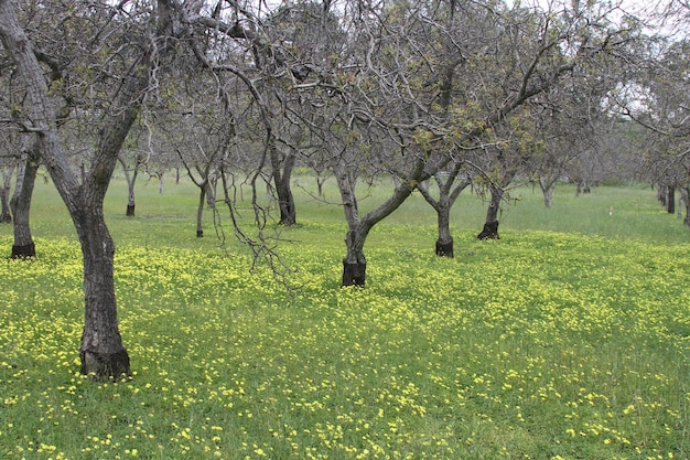 Flores silvestres en California