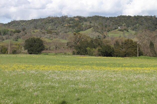 Flores silvestres en California