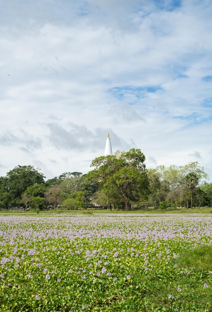 Flores silvestres del campo de flores de primavera y el lejano Ruwanweli Maha Seya en Anuradhapura