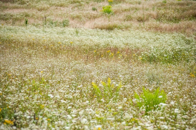 Flores silvestres en el campo de verano