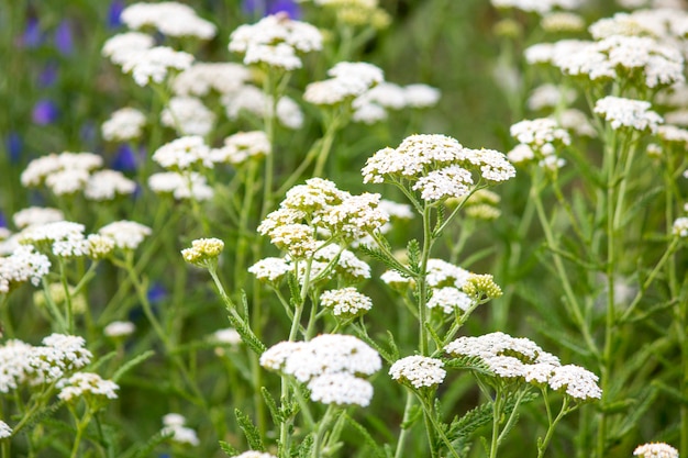 Flores silvestres. Campo de verano