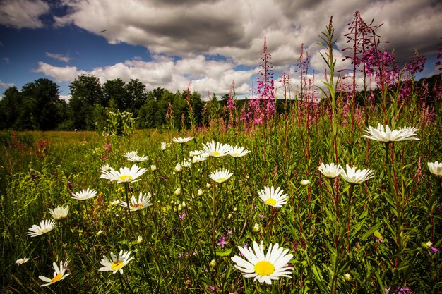 Foto flores silvestres cerca del lago y el paisaje del cielo.