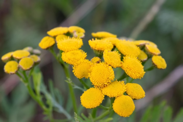 Flores silvestres de color amarillo brillante de tanaceto común en una pradera en un día de verano Homeopatía de plantas medicinales