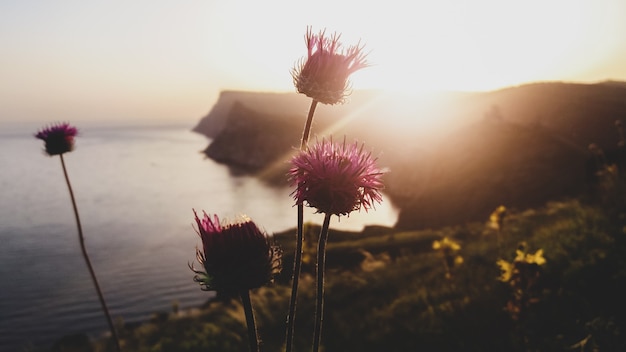 Foto flores silvestres contra a paisagem marinha ao pôr do sol