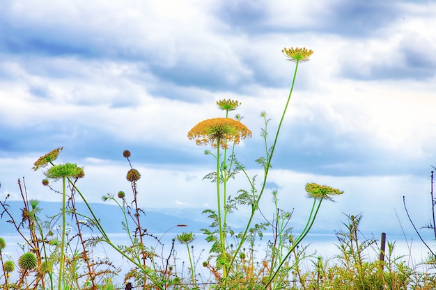 flores silvestres contra un cielo azul y un lago