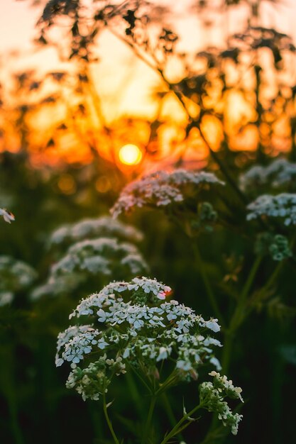 Flores silvestres contra un cielo naranja durante la puesta de sol Flores silvestre de verano a la luz del sol