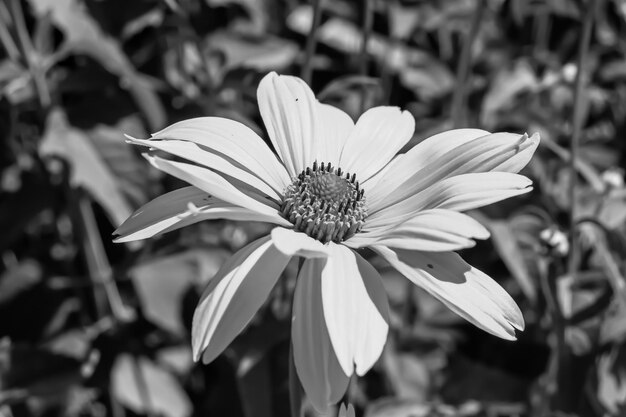 Foto flores silvestres de crecimiento fino aster girasol falso en el fondo foto de prado que consiste en flores silvestres aster girasol falso a prado de hierba prado flor silvestre aster girasol falso prado