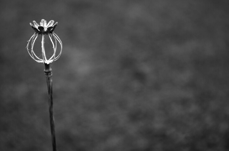 Foto flores silvestres crescendo no campo