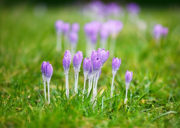 Flores silvestres de crocus púrpura con gotas de lluvia en la luz de la mañana en el fondo borroso de la naturaleza