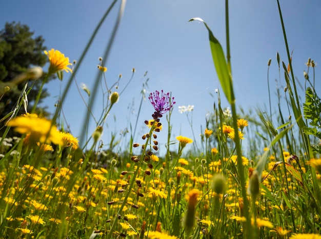 Flores silvestres da primavera no prado e nas montanhas da ilha grega de evia