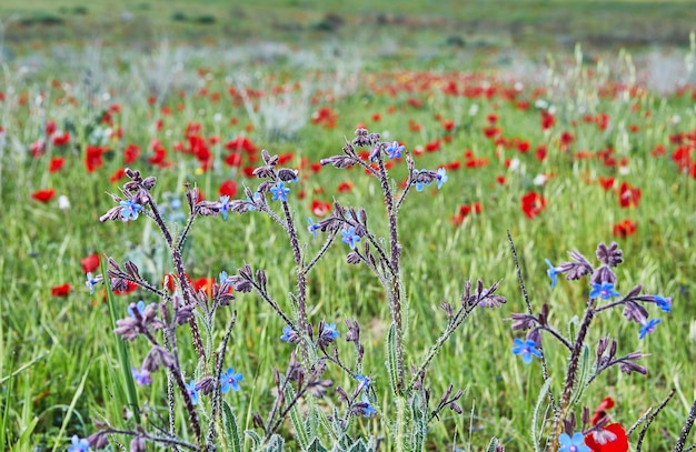 Flores silvestres de anêmonas vermelhas e flores azuis florescem na primavera Deserto do Negev, sul de Israel