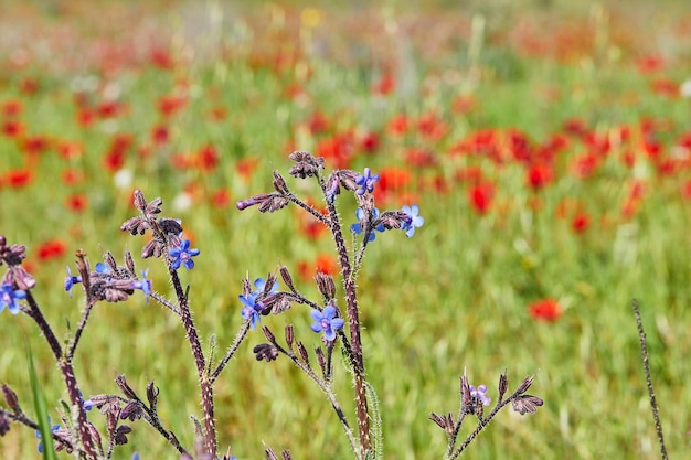 Flores silvestres de anêmonas vermelhas e flores azuis florescem na primavera Deserto do Negev, sul de Israel