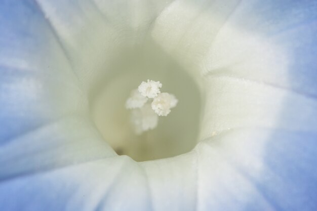 Foto flores silvestres de fundo macro