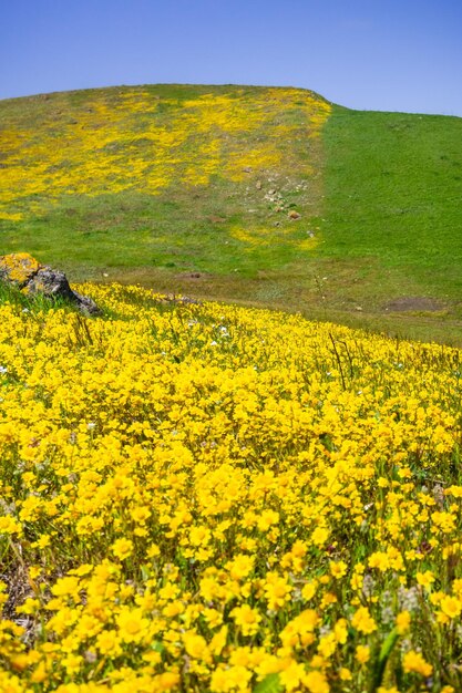 Flores silvestres de Goldfield florescendo em solo serpentino no sul da baía de San Francisco, San Jose, Califórnia