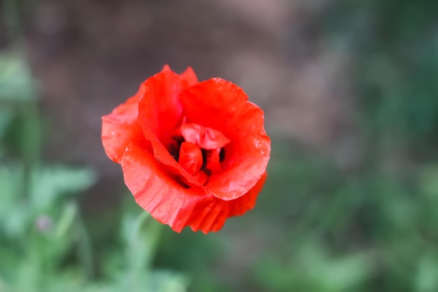 Flores silvestres de papoula vermelha.