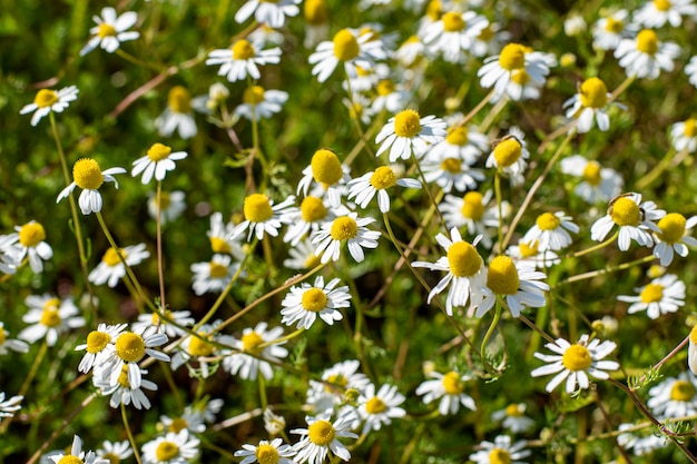 Flores silvestres de verão em um dia ensolarado