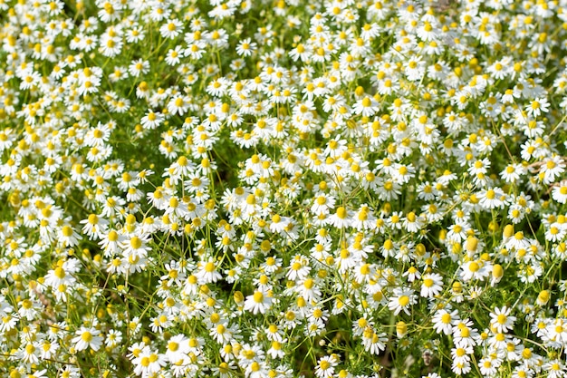 Flores silvestres de verão em um dia ensolarado