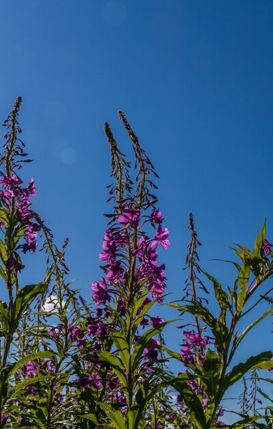 Flores silvestres de verão