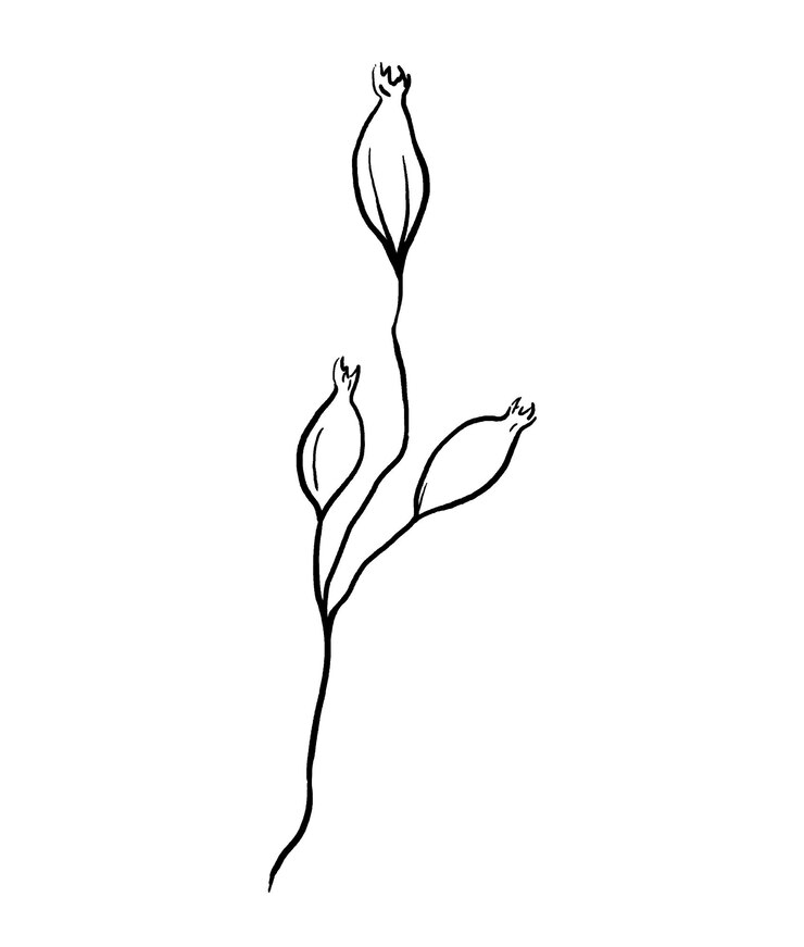 Foto flores silvestres desenhadas à mão contornos pretos ilustração isolada elemento de papel de casamento