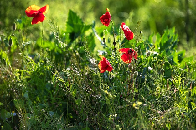 Flores silvestres e gramíneas após a chuva profundidade de campo rasa