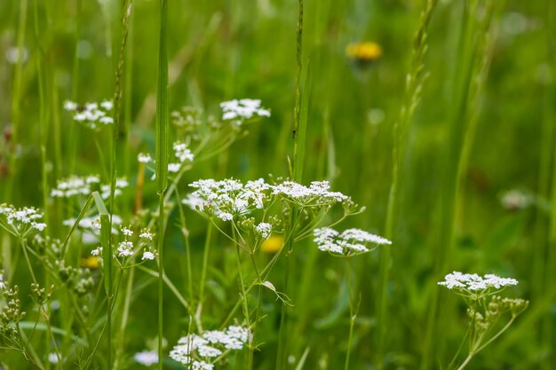 Flores silvestres e gras verdes em um prado de verão