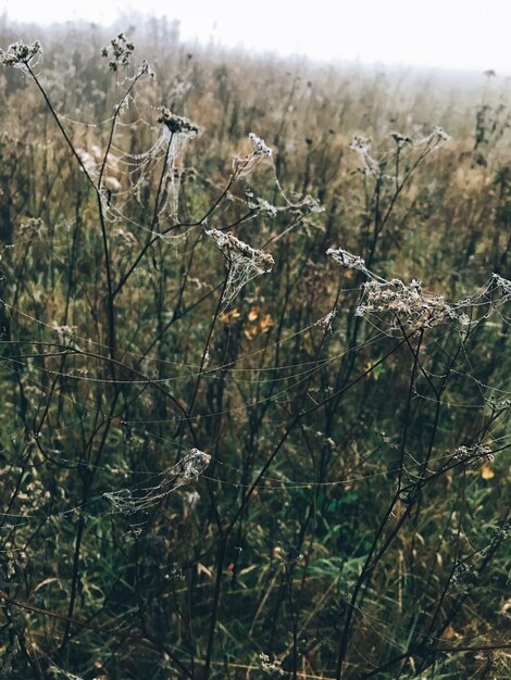 Flores silvestres em teia de aranha com gotas de orvalho na manhã fria de outono em prado nebuloso Momento de tranquilidade Olá outono Fundo de outono Manhã atmosférica