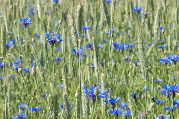 flores silvestres em um campo de trigo em um dia ensolarado.