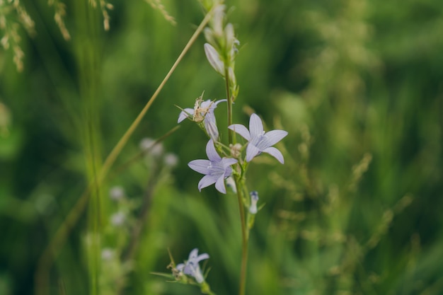 Flores silvestres em um campo entre a natureza Ervas para chá ou saúde