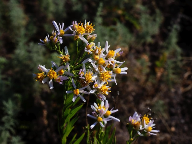 flores silvestres em um prado de verão