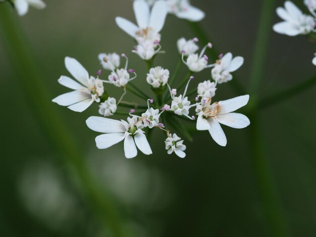 flores silvestres em um prado de verão