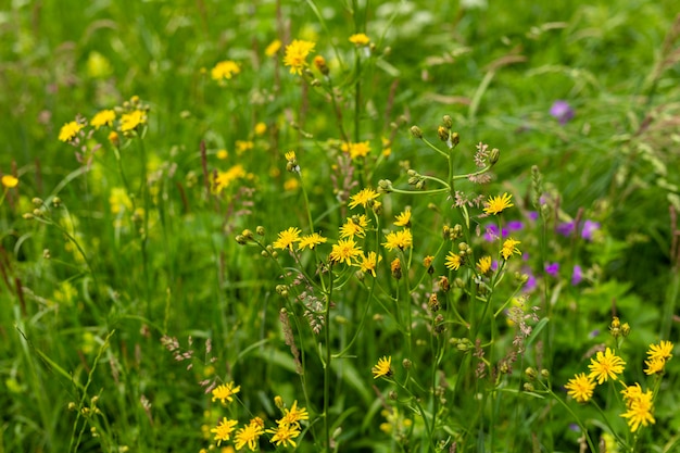 Flores silvestres em um prado