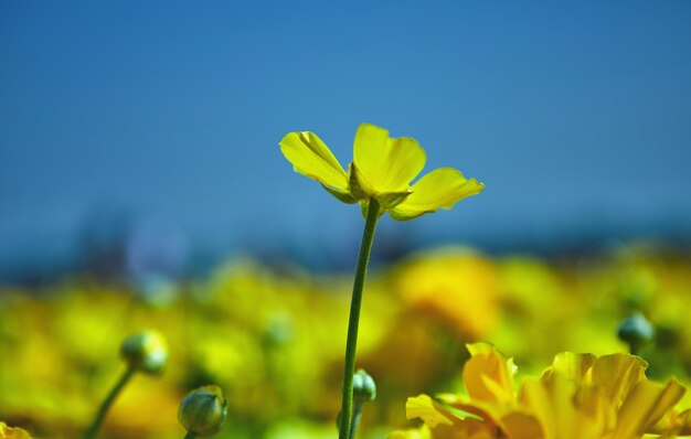 Foto flores silvestres en flor, coloridas mariposas en un kibutz en el sur de israel