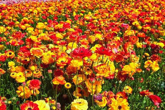 Flores silvestres en flor, coloridos ranúnculos en un kibbutz en el sur de Israel