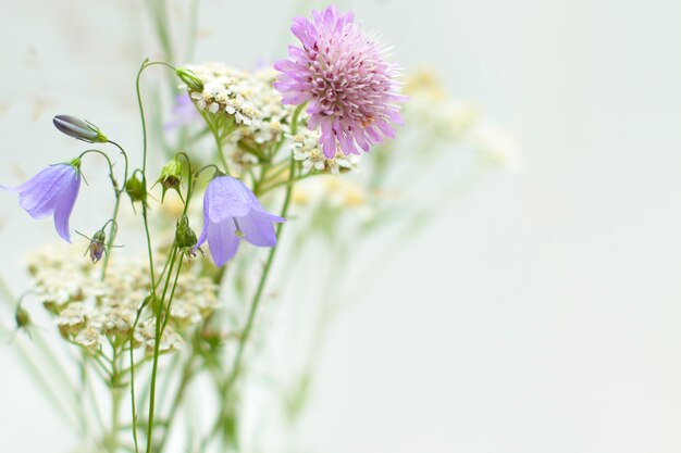 Flores silvestres florecientes aisladas