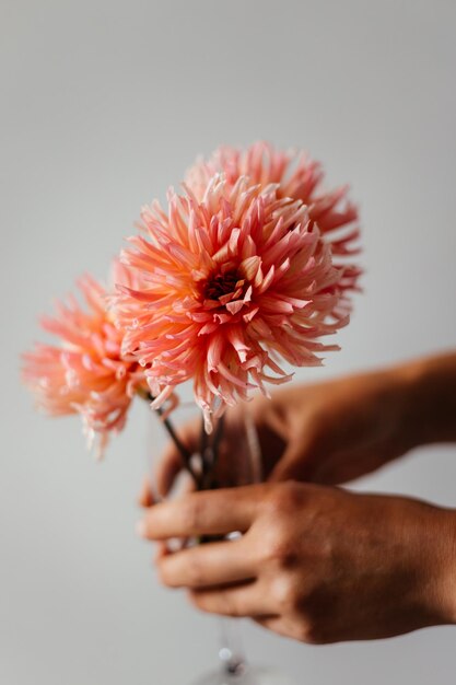 flores silvestres fotografiadas sobre un fondo blanco a la luz del día flores para recortar el fondo blanco