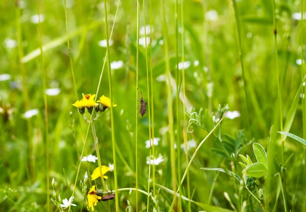 Flores silvestres y gras verde en la pradera de verano